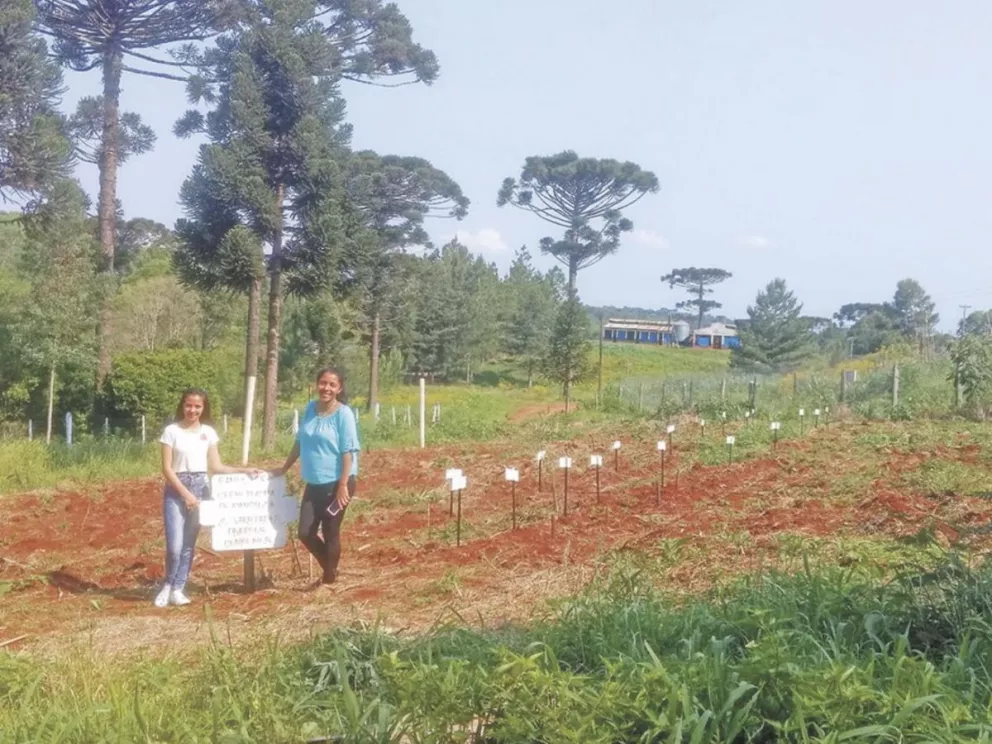 Proyecto escolar caracteriza más de 20 variedades de mandioca