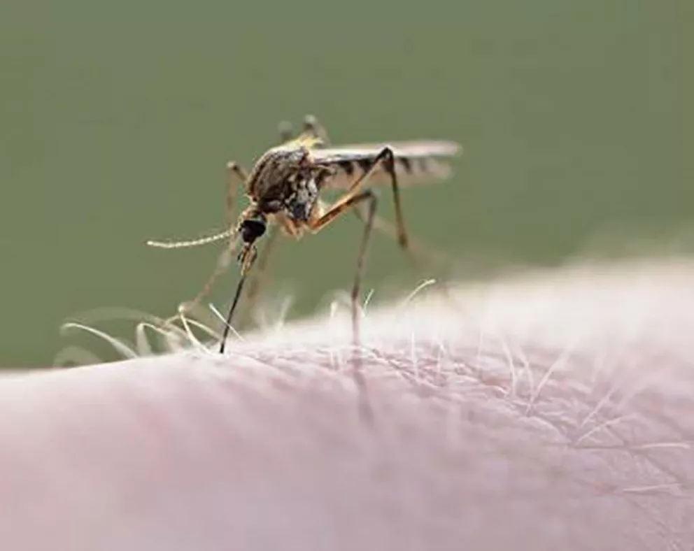 Confirman dos casos de dengue en Chaco y uno de los afectados es correntino 