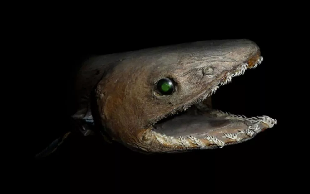 Hallan un tiburón prehistórico con 300 dientes que inspiró las leyendas sobre serpientes de mar