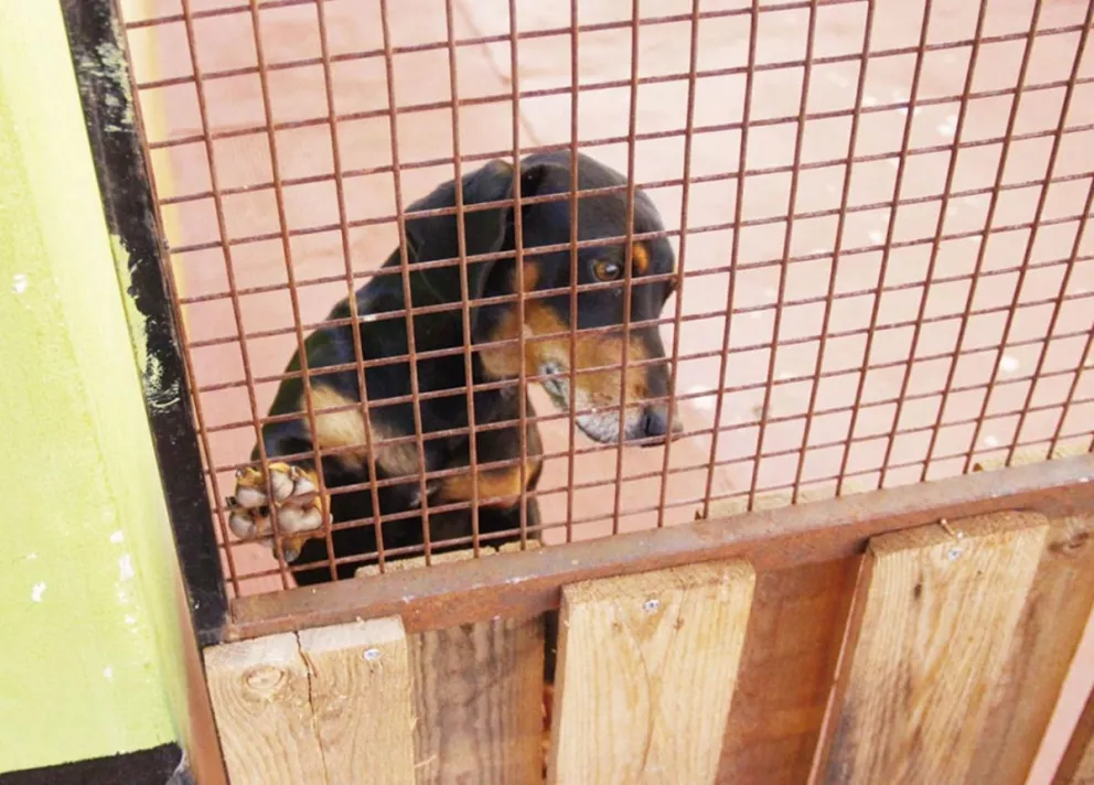 Insólito: el Concejo obereño busca regular los ladridos de los perros