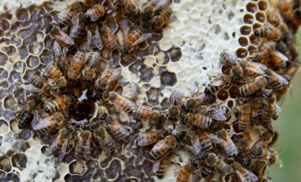 En EEUU arrestan a dos niños por la muerte de medio millón de abejas
