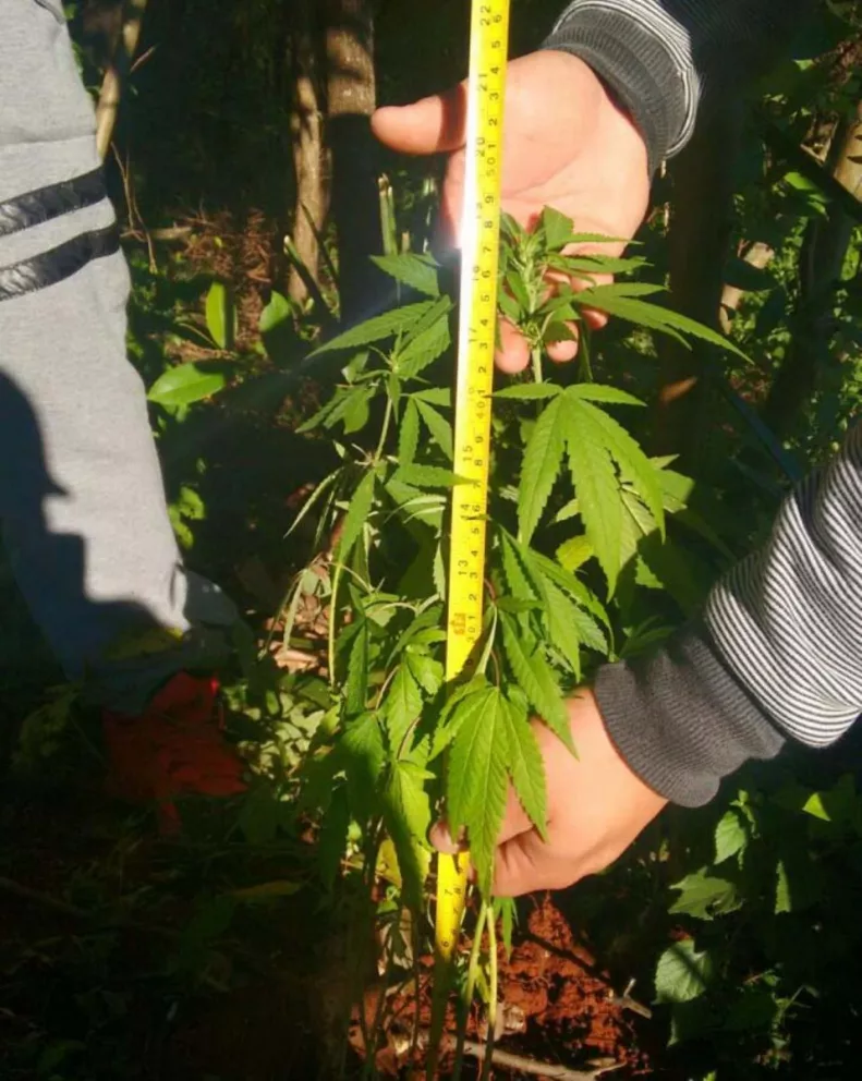 En Garupá encuentran “huerta” de marihuana en un baldío
