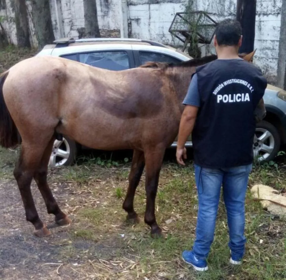 La Policía recuperó un equino que había sido robado