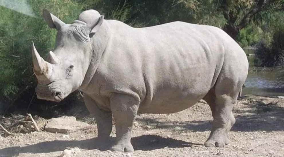 El último rinoceronte blanco macho murió, solo quedan dos hembras