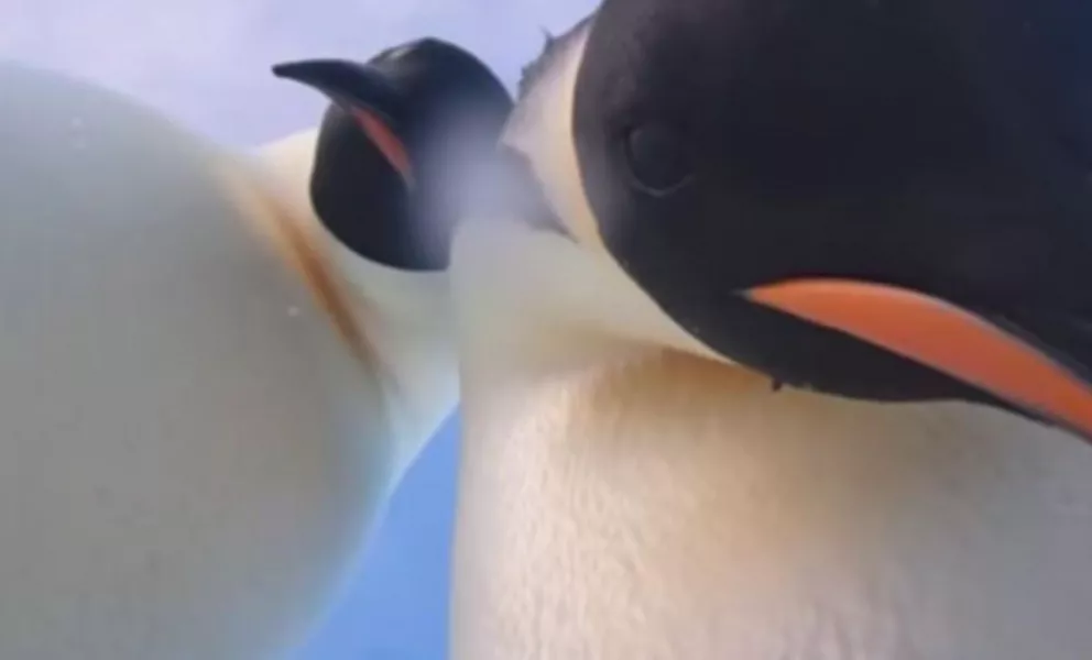 Dos pingüinos graban un video selfie en la Antártida