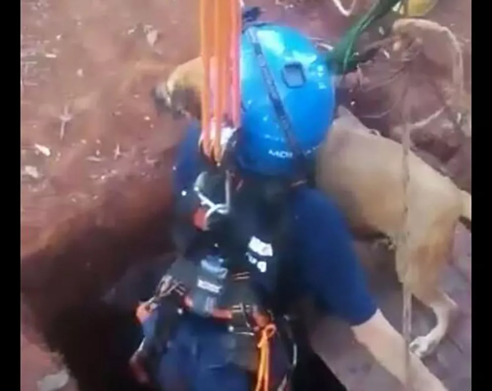 Bomberos rescataron a un perro de una letrina en Iguazú
