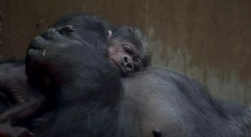 El video que te va a alegrar el día: nace un bebé gorila en vía de extinción