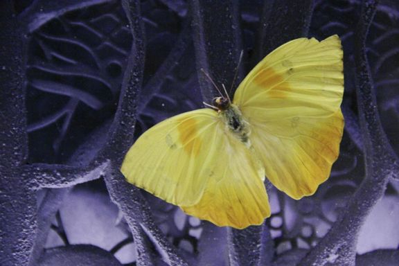 Tramas y mariposas Tramas y mariposas