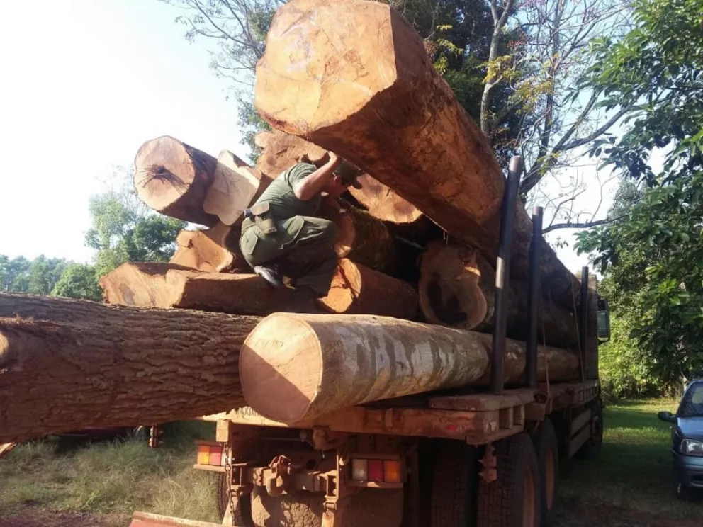Agentes forestales retuvieron camión con madera nativa