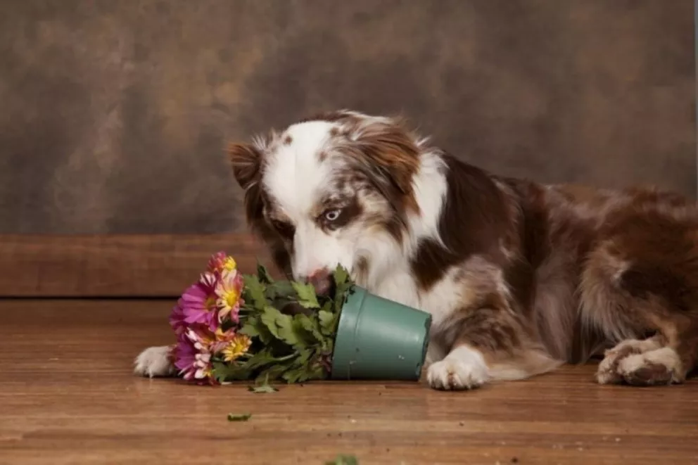 El truco para evitar que tu mascota arruine las plantas