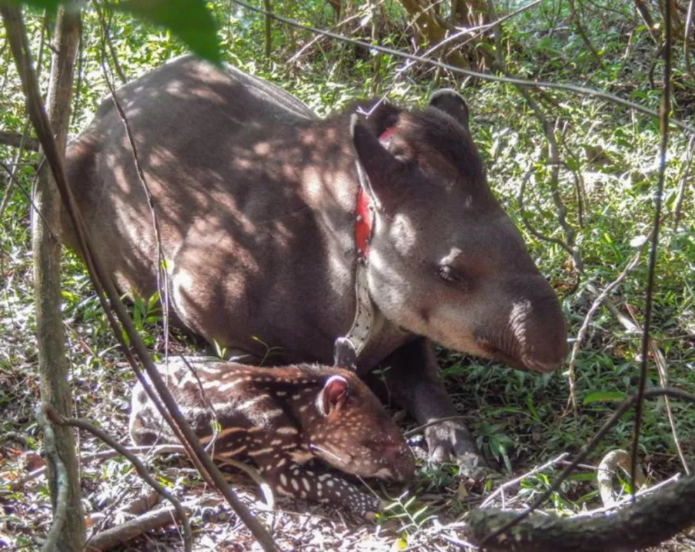 Nació un nuevo tapir en el Parque Iberá