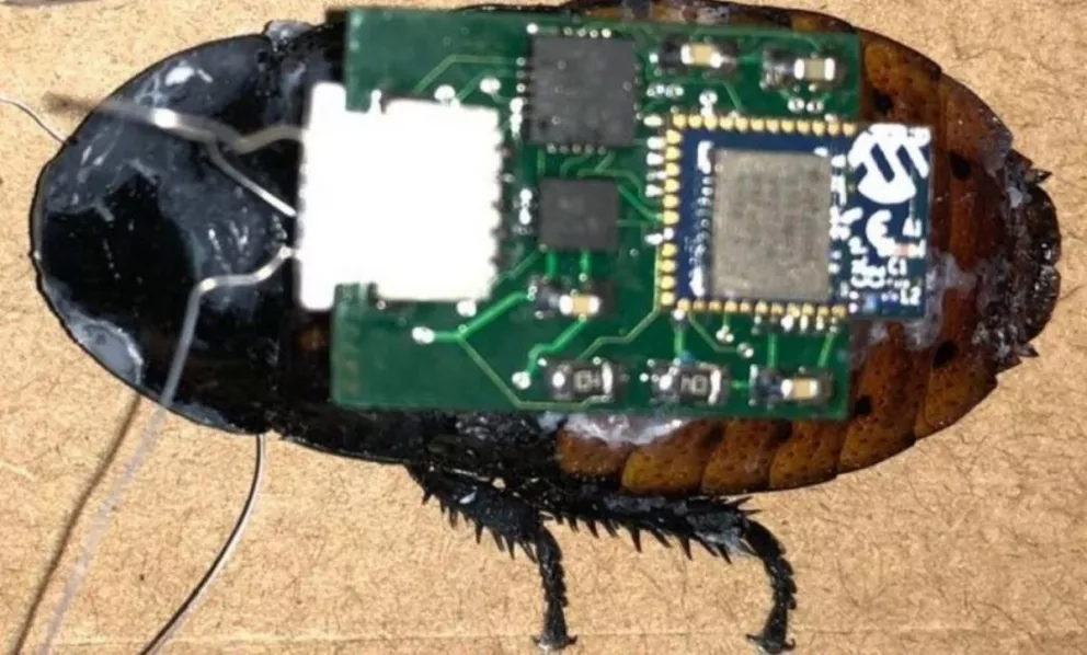 Una cucaracha biónica con control remoto