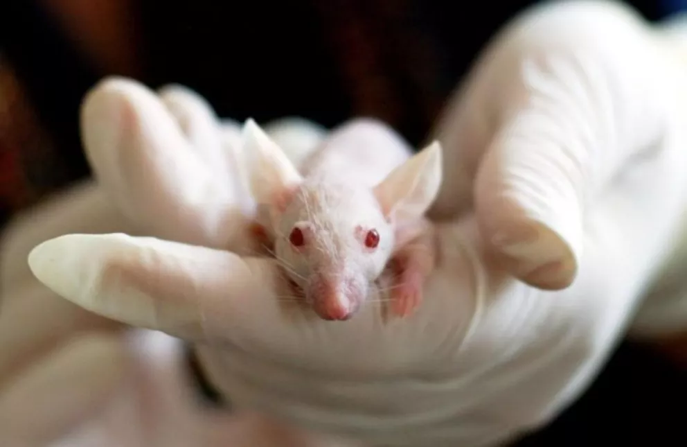 Una nueva vacuna contra el cáncer demuestra ser 100% efectiva en ratones
