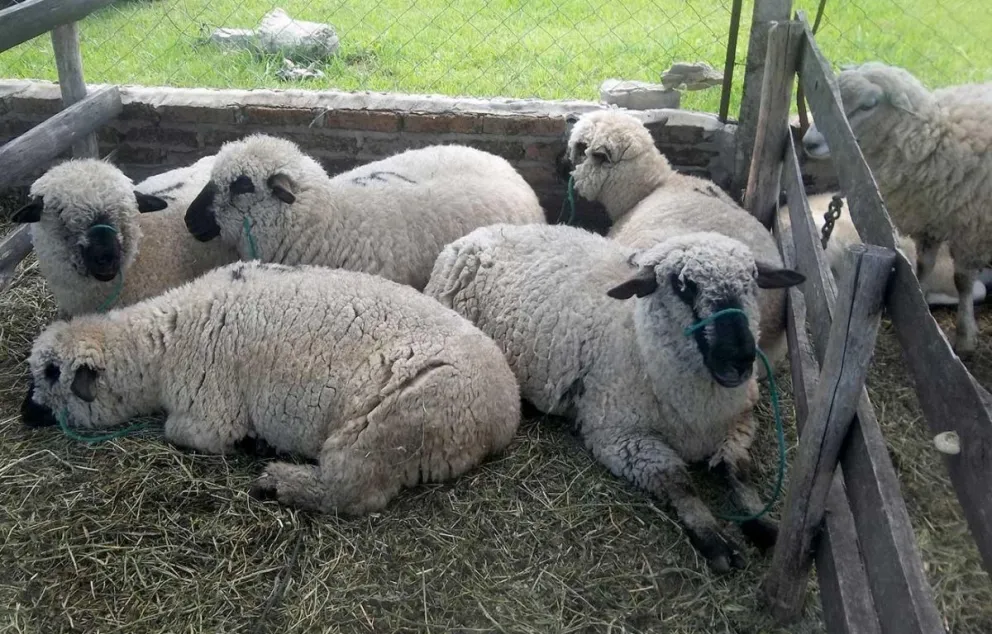 Las ovejas están ganando protagonismo en el Sur provincial.