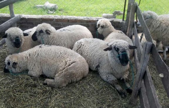 Las ovejas están ganando protagonismo en el Sur provincial. Las ovejas están ganando protagonismo en el Sur provincial.