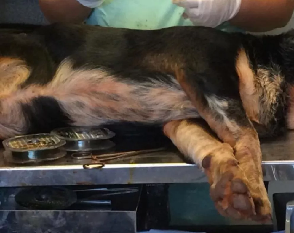 En Iguazú, 800 mascotas fueron esterilizadas desde diciembre