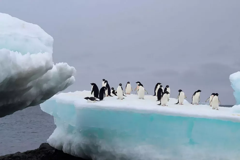 La Antártida perdió 3000 millones de toneladas de hielo en solo 25 años