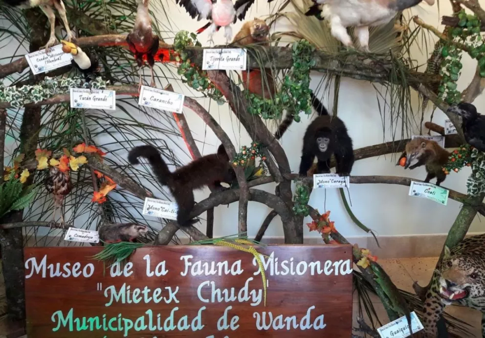 Wanda y el museo de la Fauna Misionera en la Legislatura