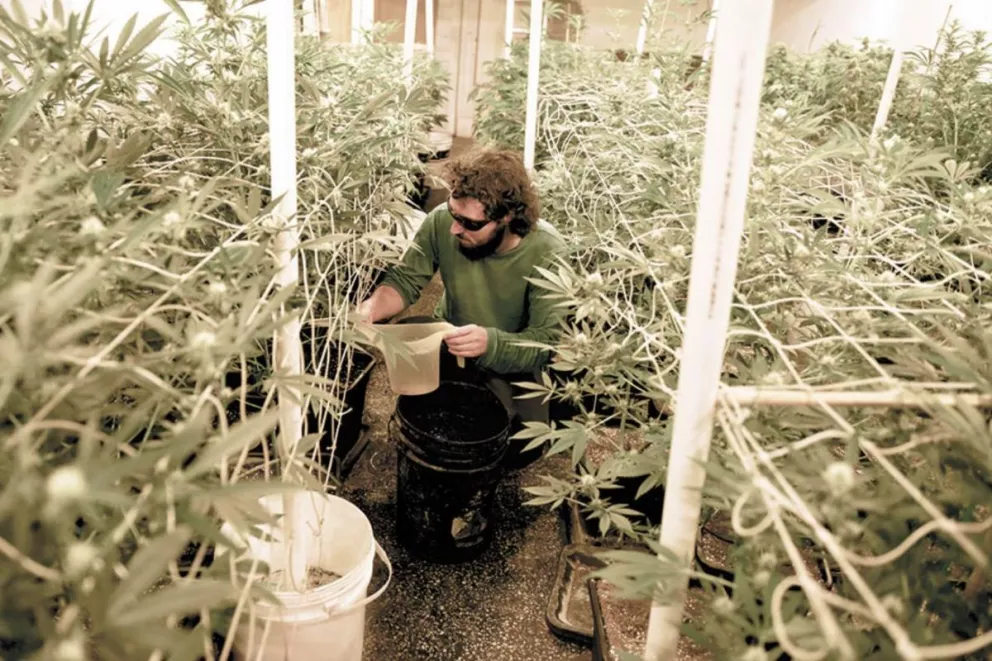 En Uruguay quieren producir más marihuana