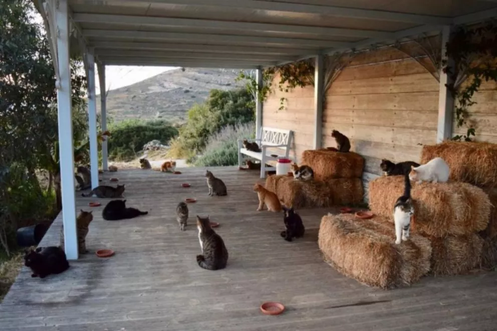 Ofrecen sueldo y casa con vistas al mar en una isla griega por cuidar a 55 gatos