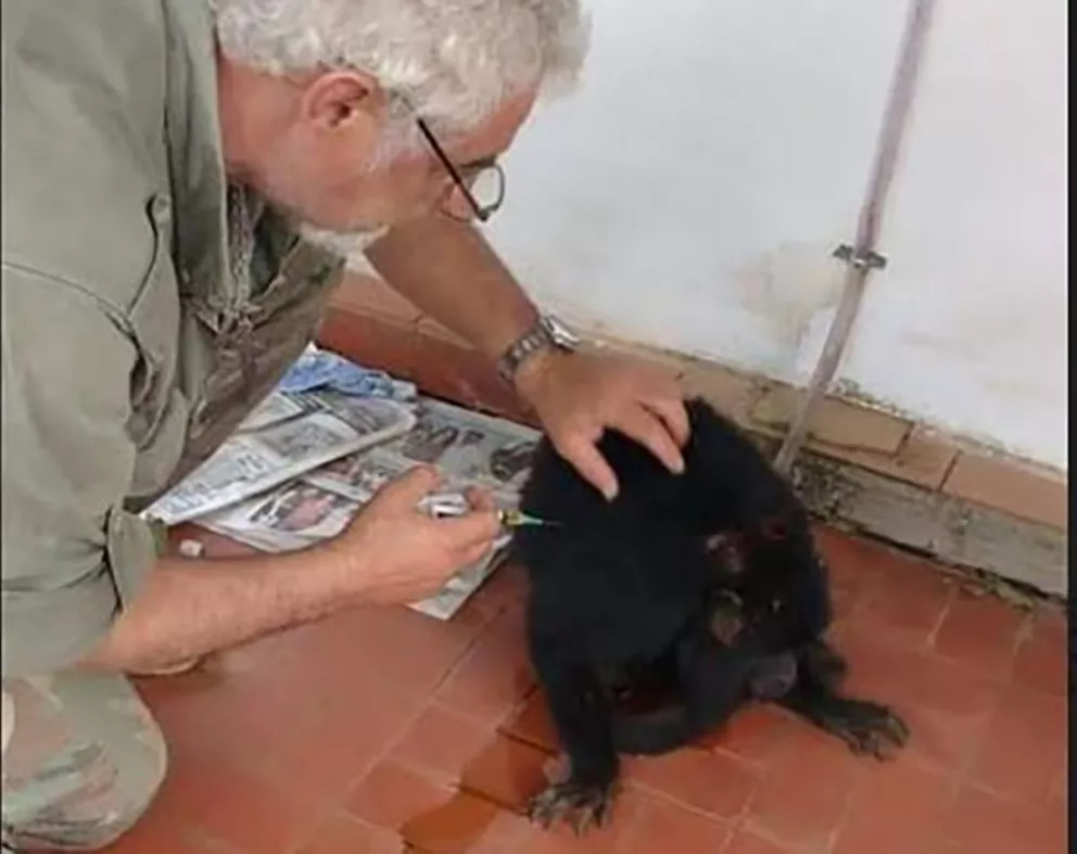 Isla Apipé: rescatan un mono mordido por un perro