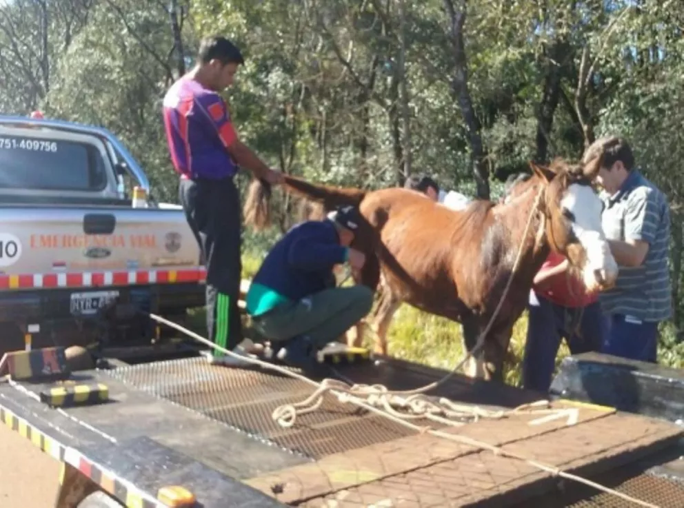 El refugio de animales de San Pedro rescató a un caballo accidentado