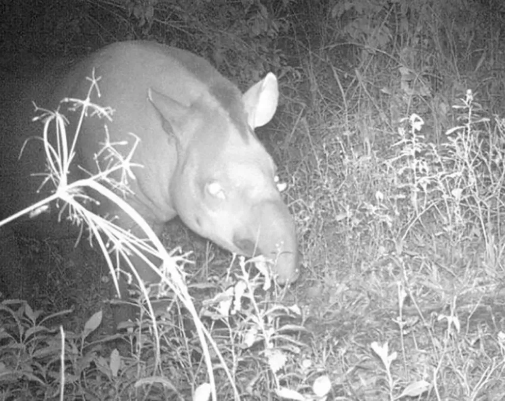 Las cámaras trampas captaron un tapir en el Parque Nacional Iguazú
