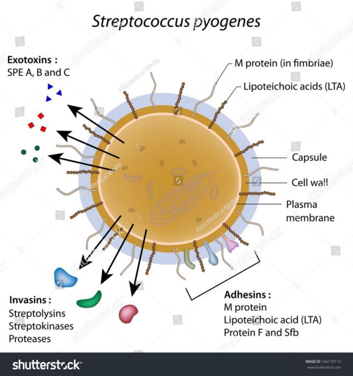 beta-hemolysis-of-group-a-streptococcus-s-pyogenes-on-blood-agar