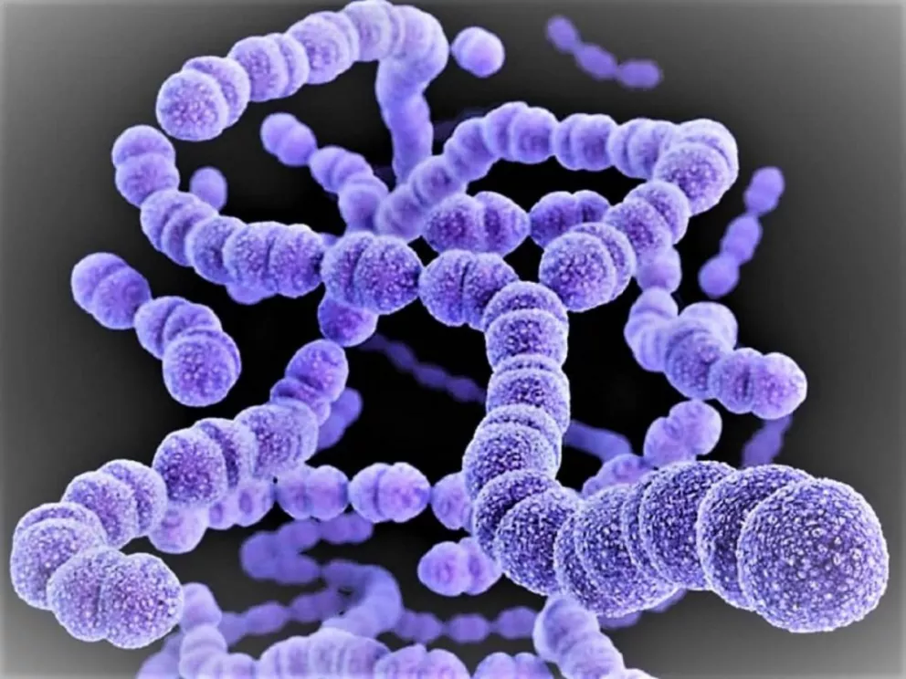 Bacteria: Streptococcus Pyogenes