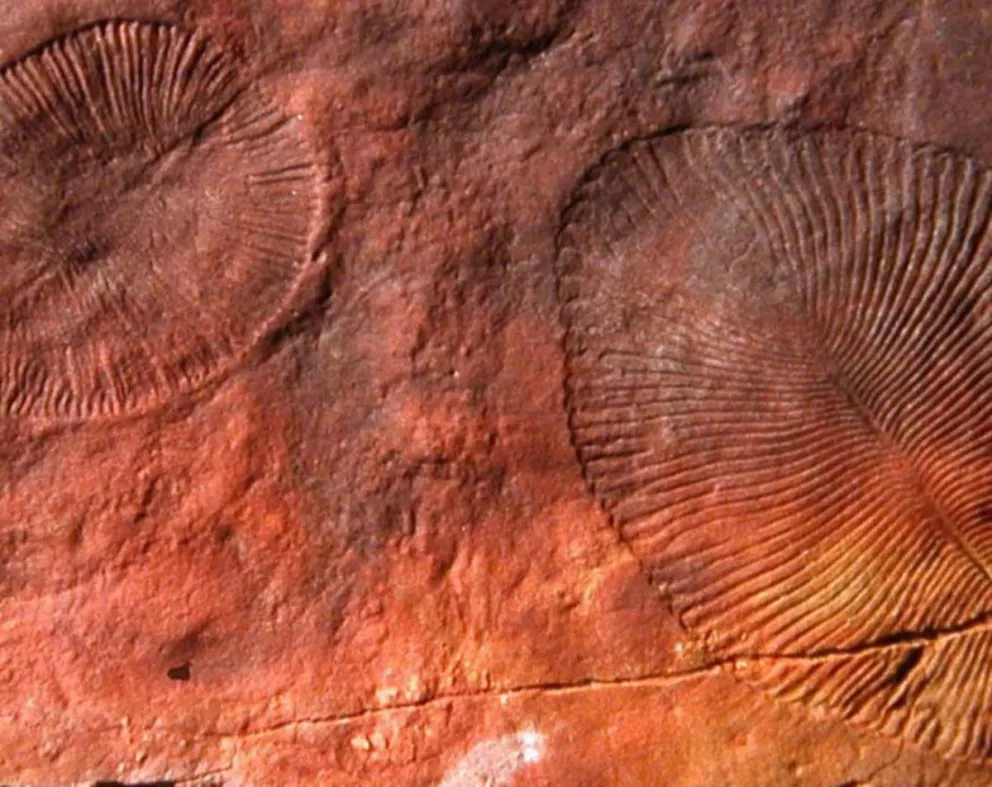 Descubrieron los restos de "Dickinsonia", el animal más antiguo de la Tierra