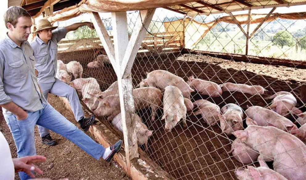 Escuelas se afianzan en la cría de cerdos sin estrés