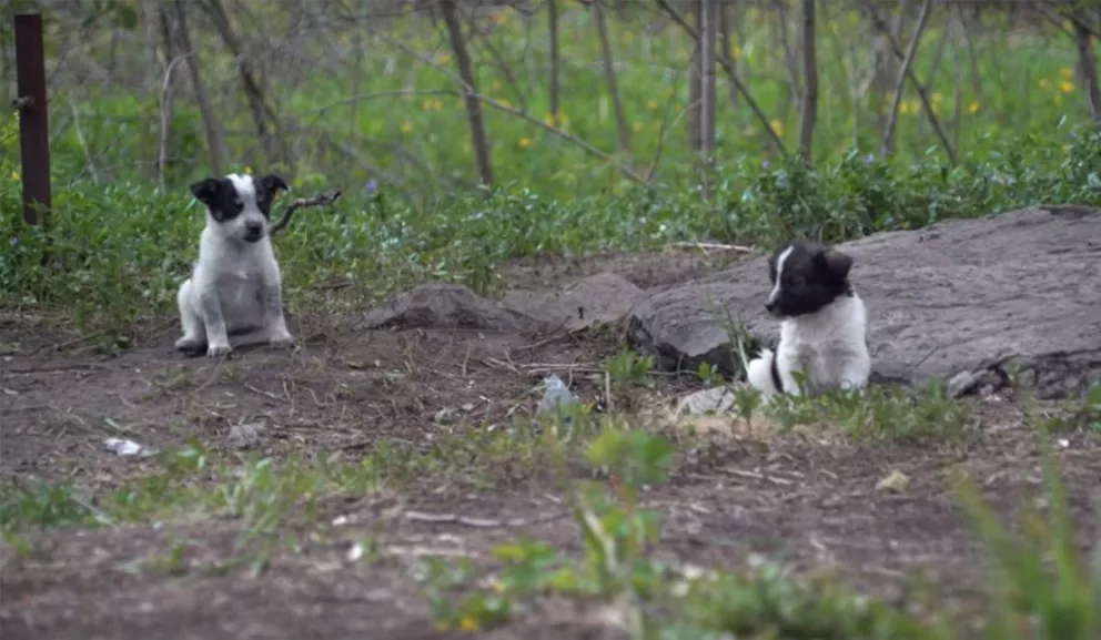 Chernóbil está lleno de adorables cachorritos radioactivos a los que no se puede acariciar