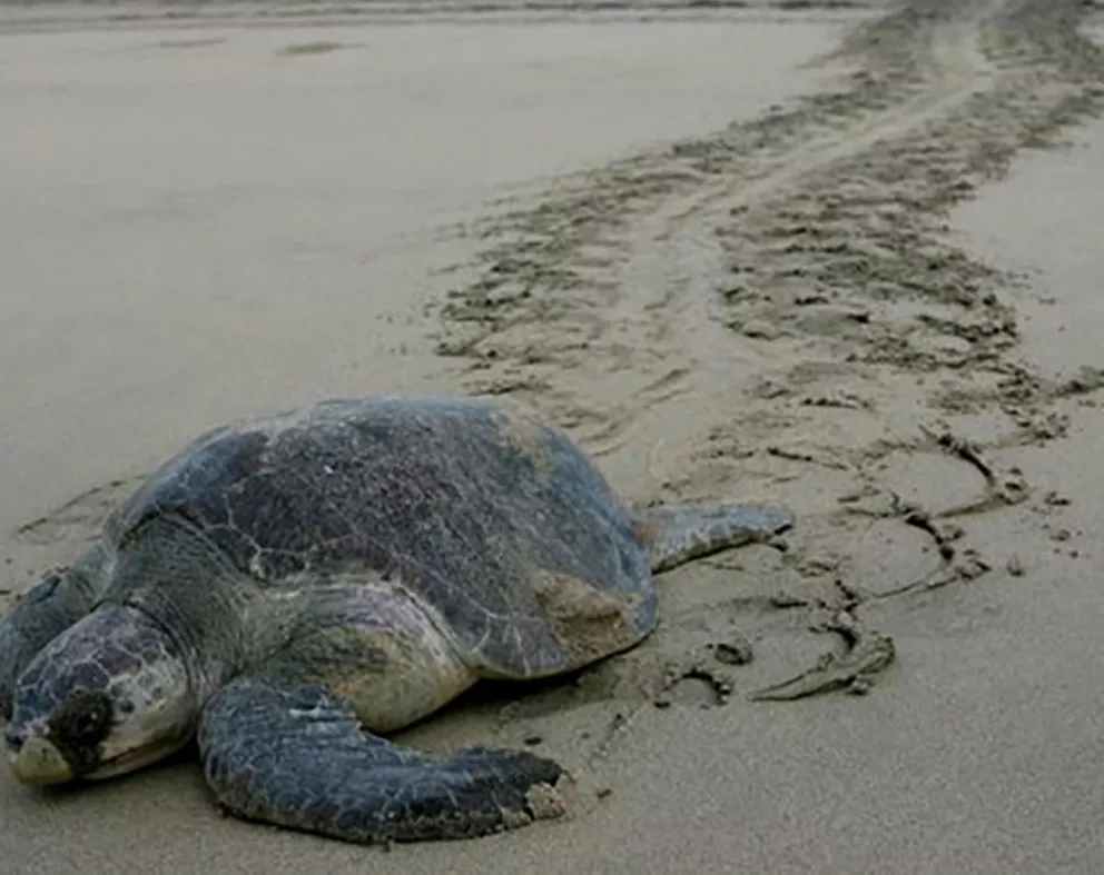 Autoridades en México investigan muerte de más de 100 tortugas marinas