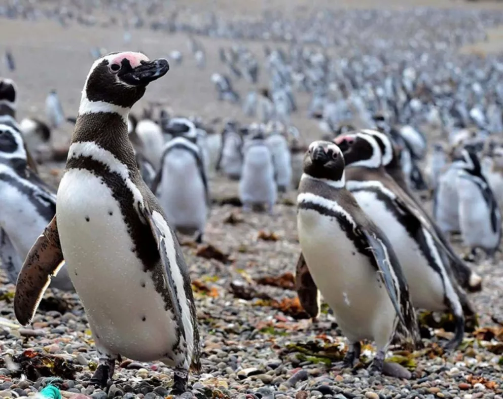 Llegan los pingüinos a Punta Tombo