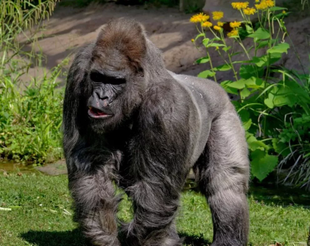 Murió Fritz, el gorila más viejo de Europa