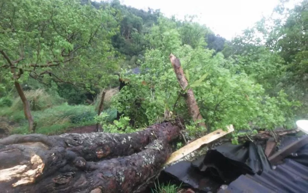 Un árbol destruyó por completo una precaria vivienda, sin dejar víctimas ni heridos como saldo