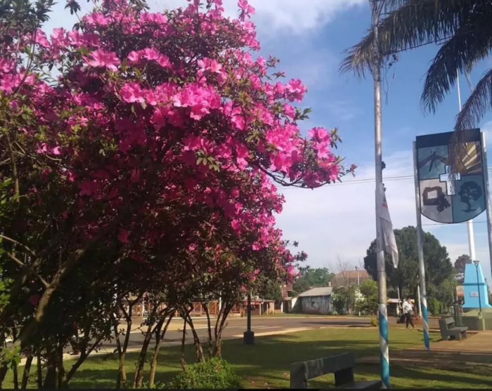 Candelaria: Vecinos donan azaleas para plantar en lugares públicos