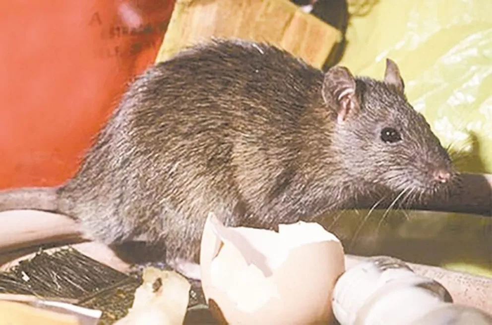 San Pedro y Pozo Azul: Relevamiento con alto porcentaje de ratas