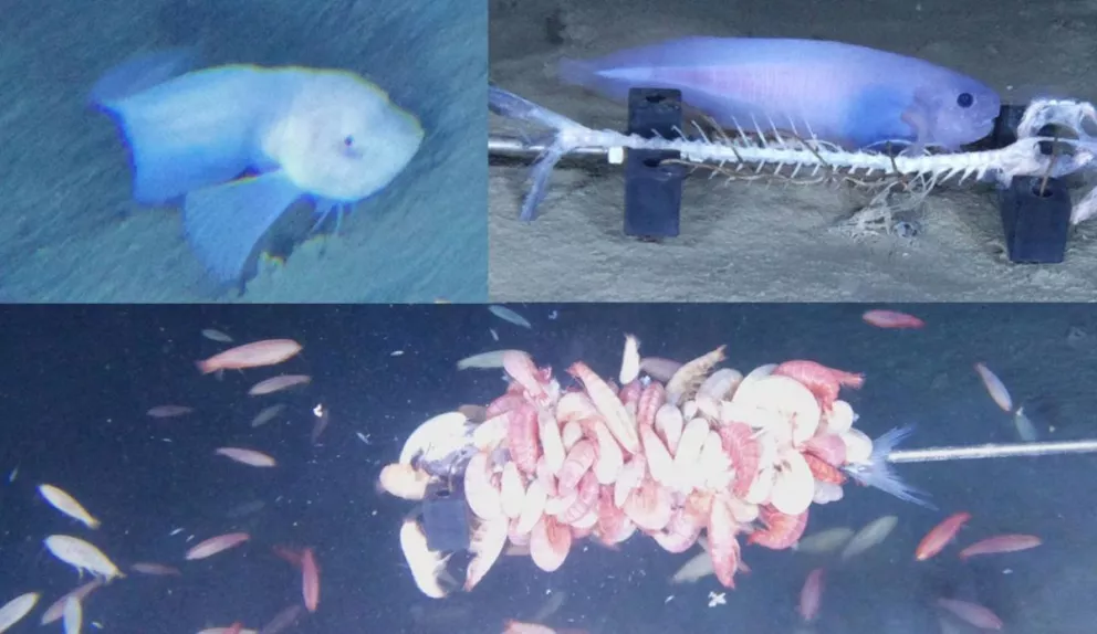 Encontraron tres nuevas especies de peces babosos en el fondo del mar