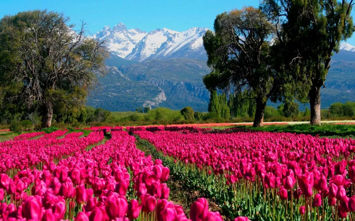 La belleza y el colorido de los tulipanes | EL TERRITORIO noticias de  Misiones