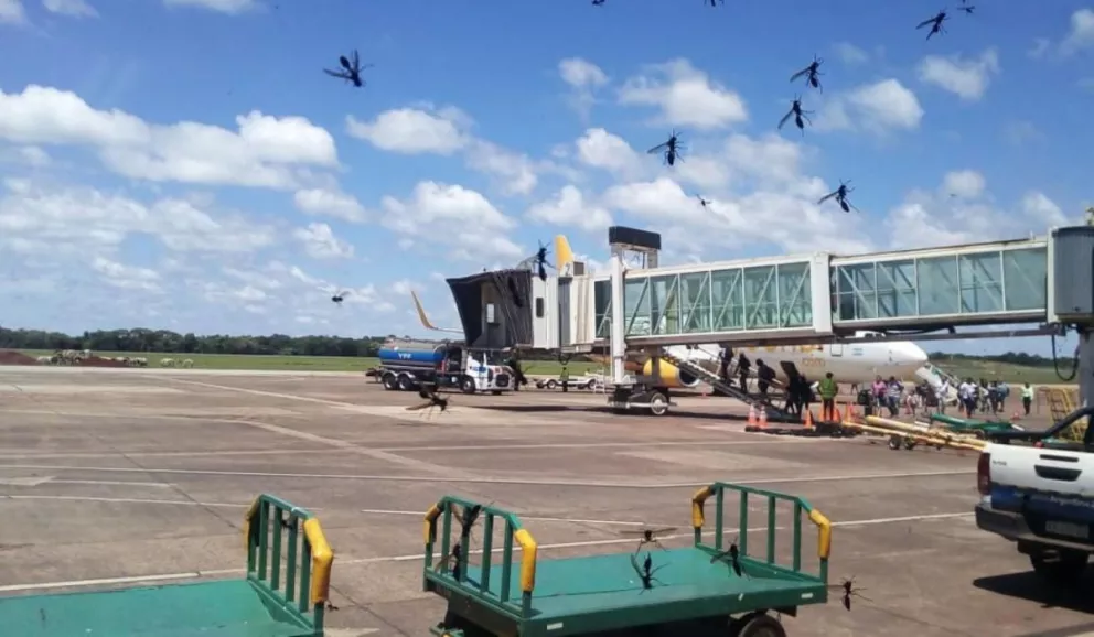 Aeropuerto Iguazú: Invasión de avispas provoca demoras en los vuelos