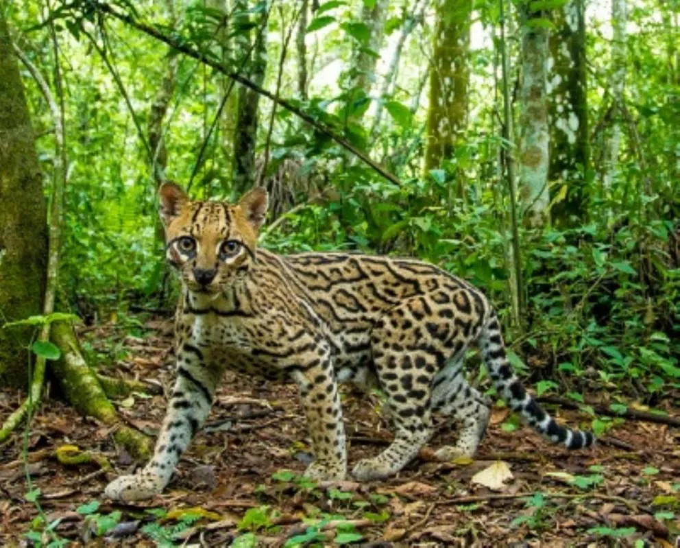 Comprueban que cambios en bosques nativos afectan a los gatos silvestres