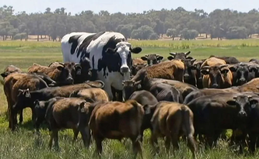 En Australia hay una vaca que mide 1,94 metros y pesa 1400 kilos