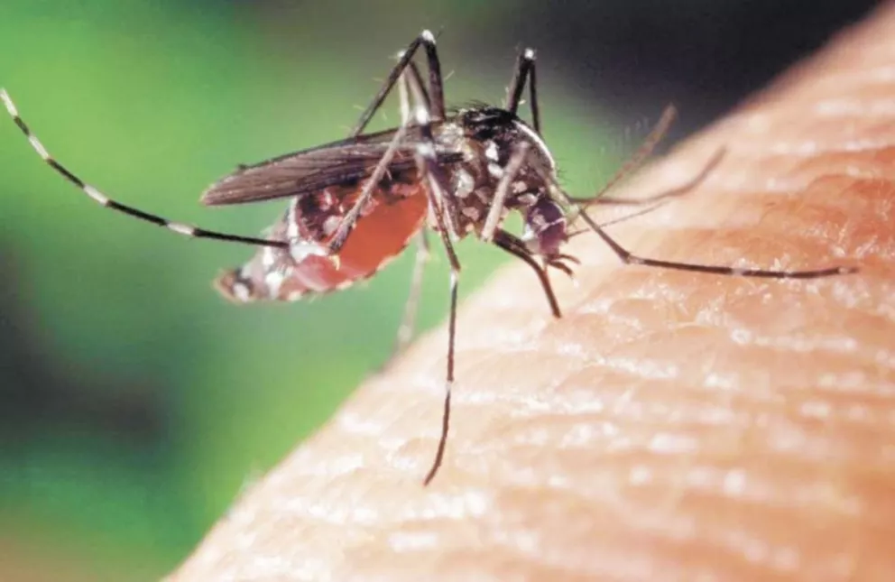 Alerta regional por posible caso de chikungunya en Corrientes
