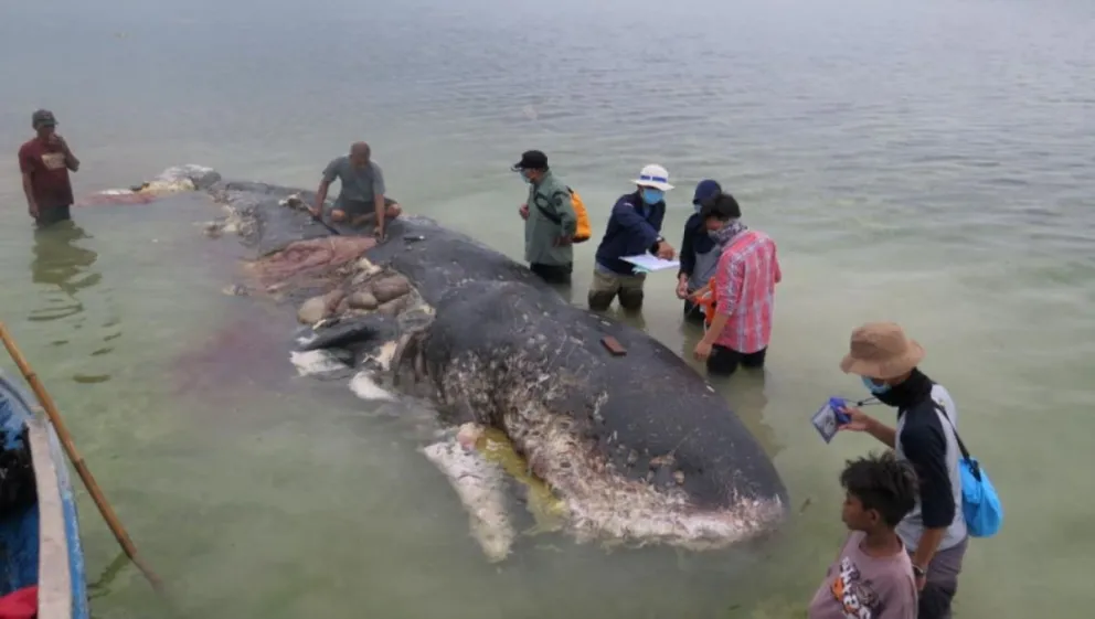 Apareció una ballena muerta con más de 1000 piezas de plástico en su estómago