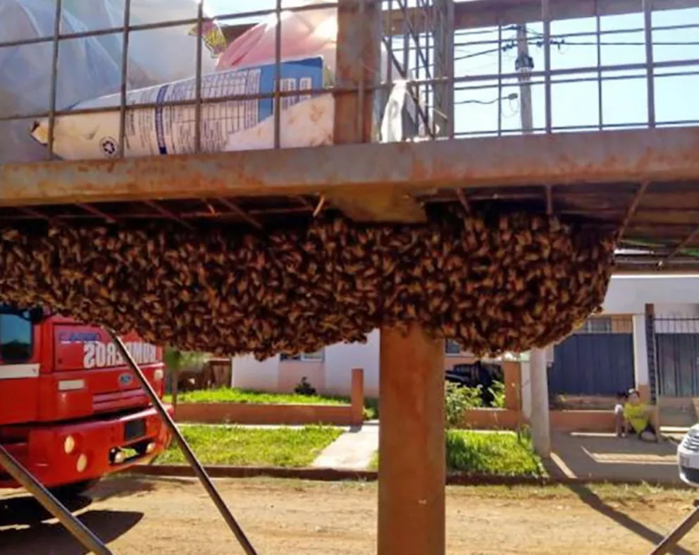 Retiran enjambres de abejas en plena vía pública de Posadas y Garupá