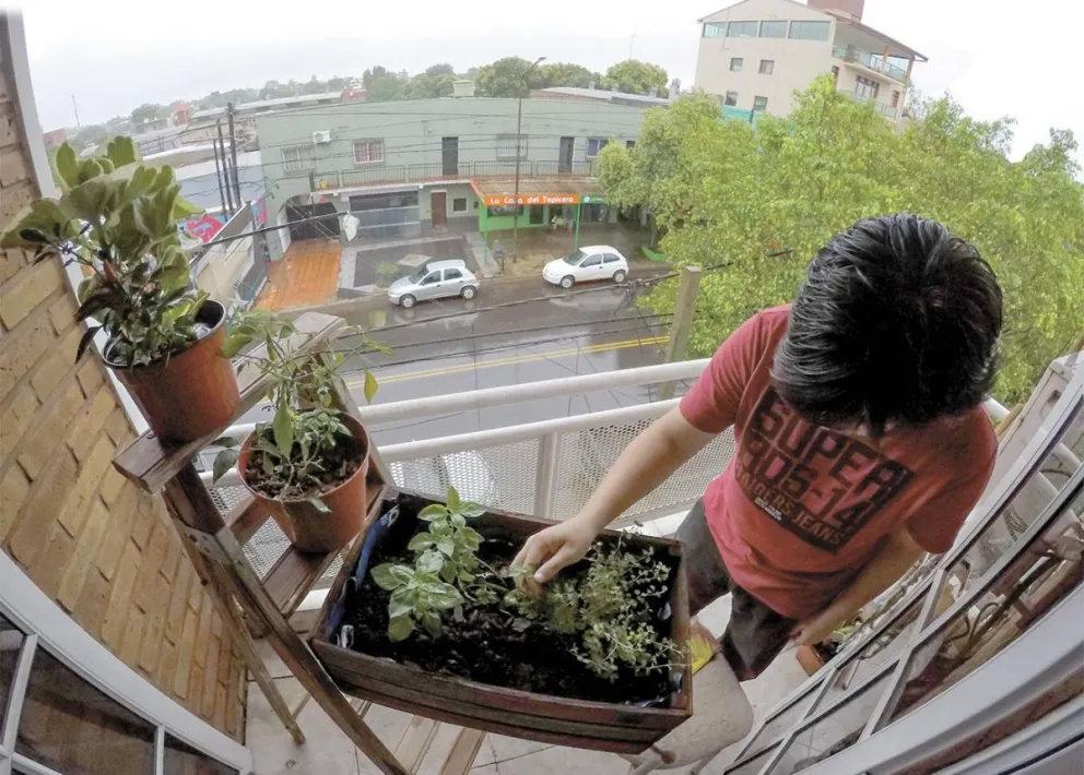 Cada vez es más común ver en los balcones macetas que en lugar de flores tienen frutas y verduras. O rincones de patios con plantaciones de hortalizas.