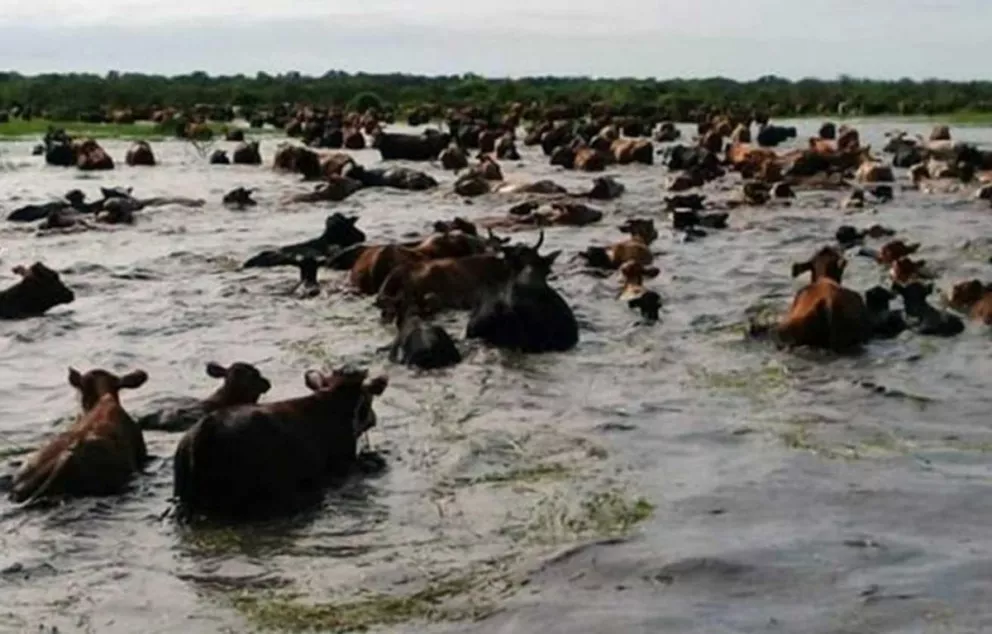 El agua toma por asalto los campos santafesinos y los animales buscan refugio en zonas altas.