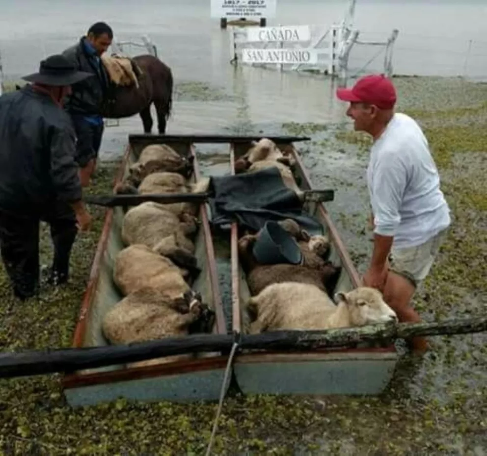 Productores tratando de salvar animales en las zonas inundadas de Corrientes
