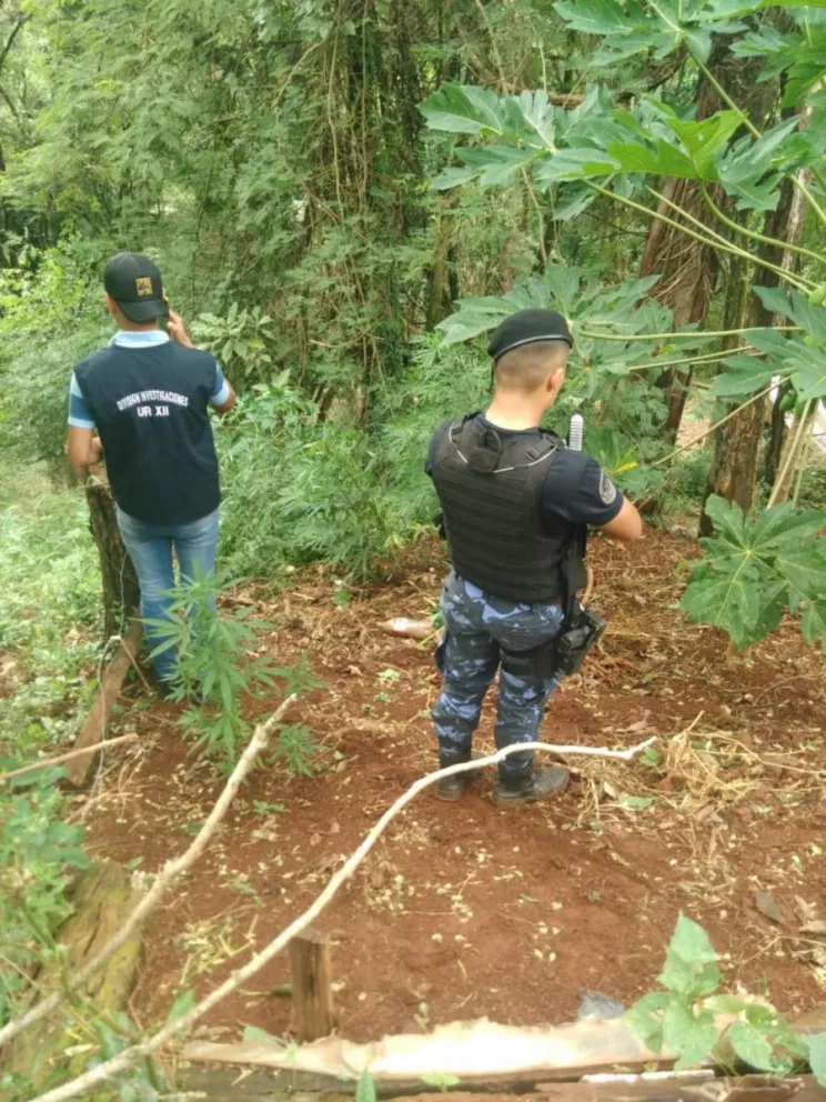 Incautaron plantas de marihuana en un monte en Bernardo de Irigoyen